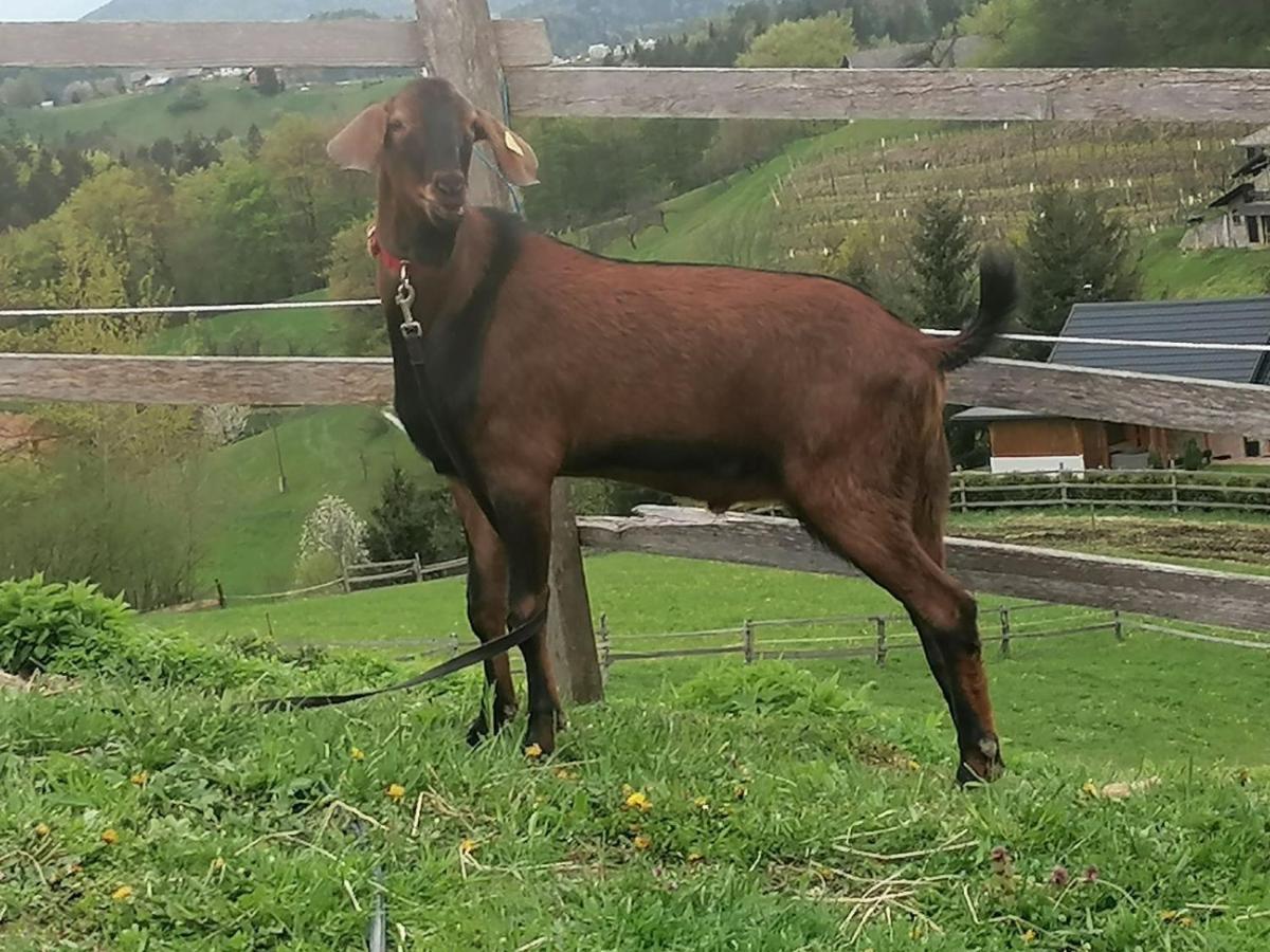 Razgorce Ranch At Geta旅馆 外观 照片