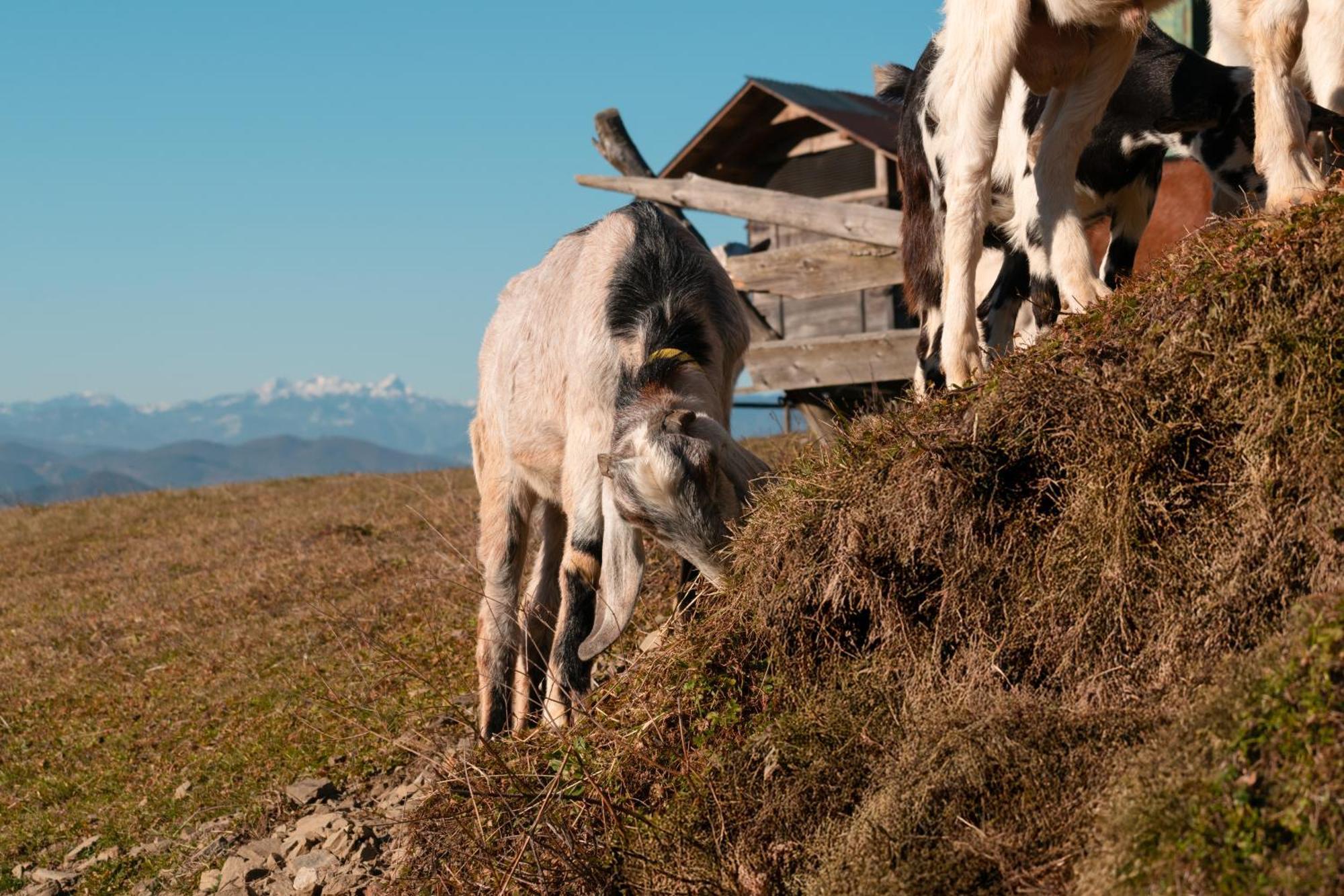 Razgorce Ranch At Geta旅馆 外观 照片