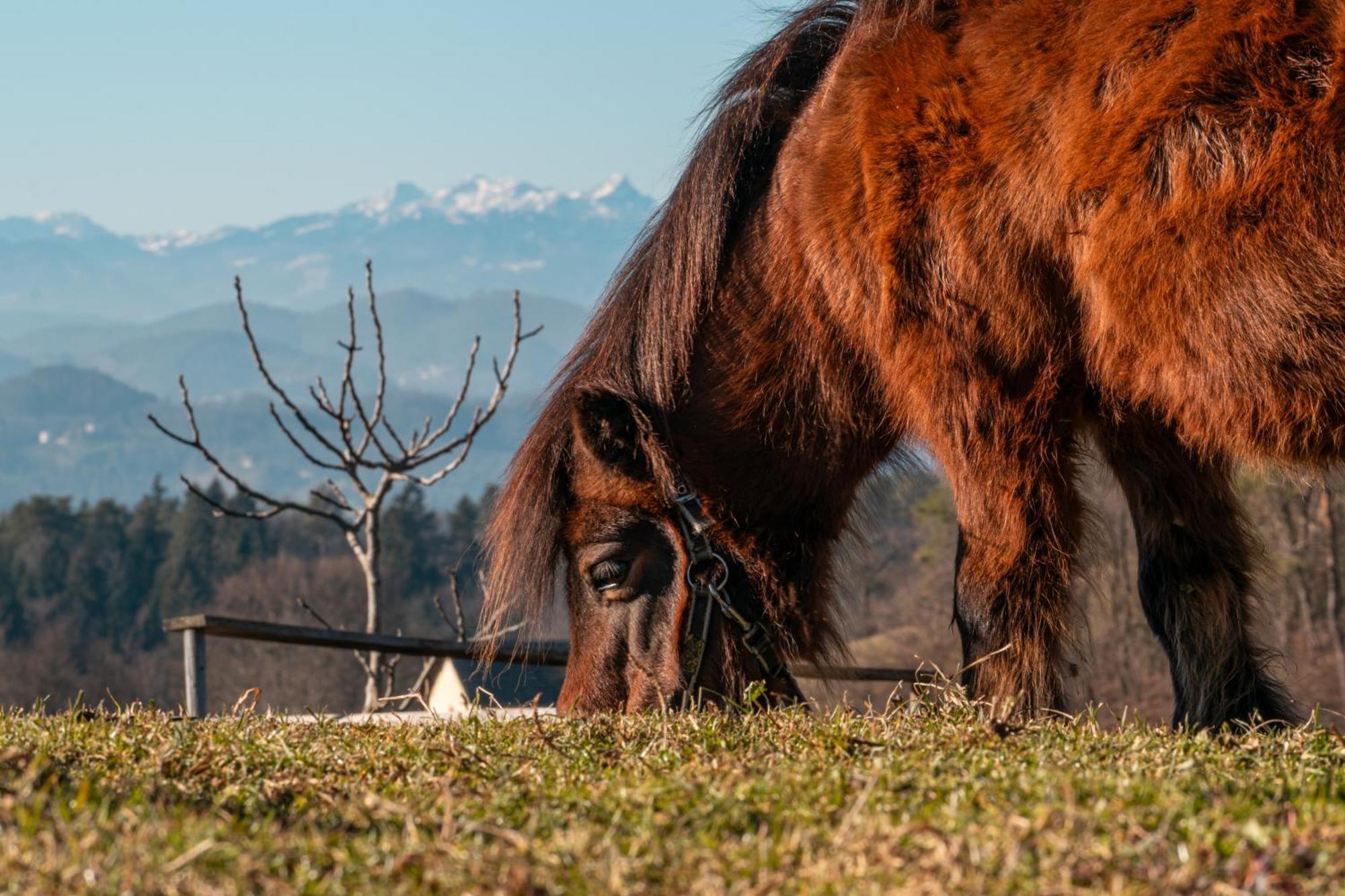 Razgorce Ranch At Geta旅馆 外观 照片